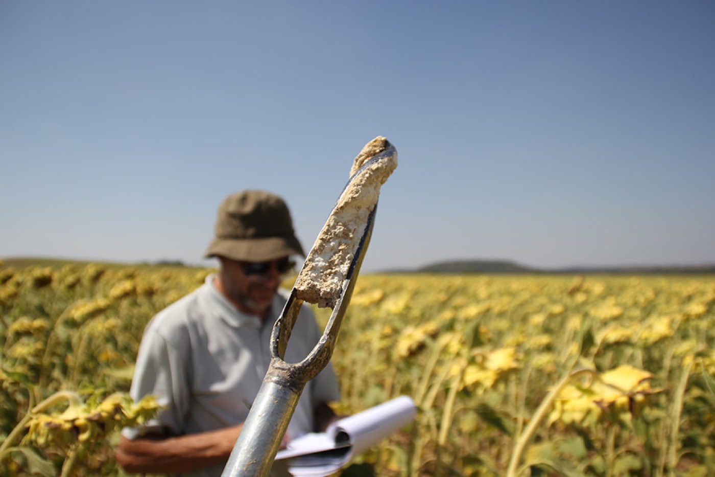Técnico de SAF tomando una muestra de suelo con barrena en un campo de girasol